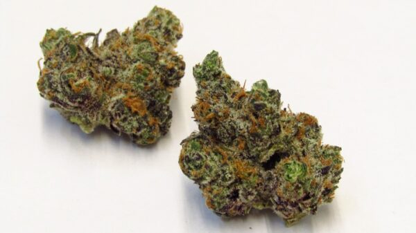 Apple Fritter